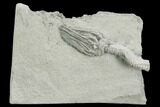 Crinoid (Platycrinites) Fossil - Crawfordsville, Indiana #125917-1